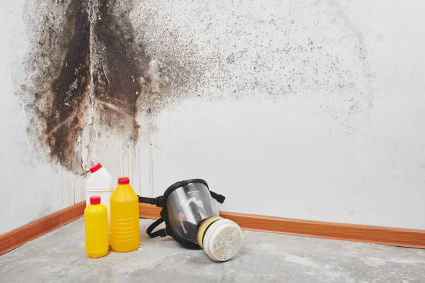 Crawl Space Mold Removal in Farley, KY