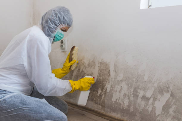 Best Residential Mold Removal  in Farley, KY