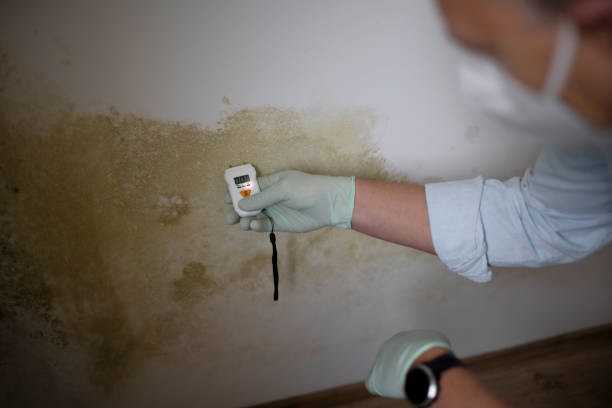 Best Attic Mold Removal  in Farley, KY