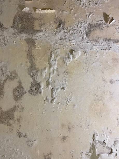 Best Emergency Mold Removal  in Farley, KY