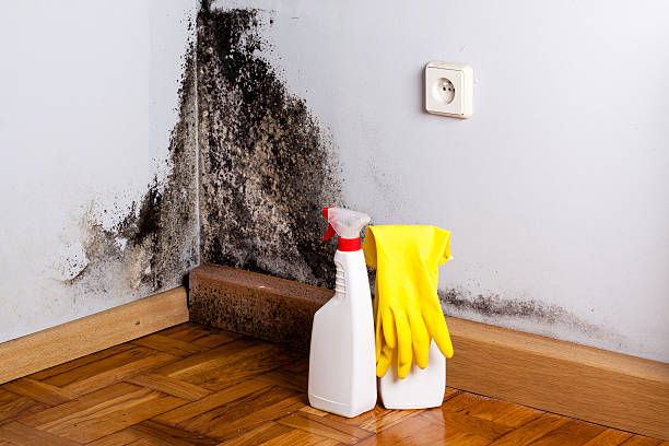 Best Certified Mold Removal  in Farley, KY